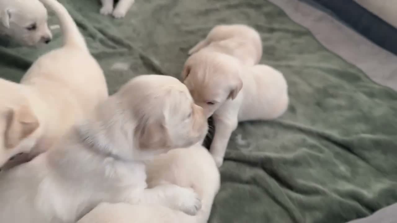 Golden Retriever dogs for sale: Gorgeous Golden Retriever Pups (last girl avail) - Video 2