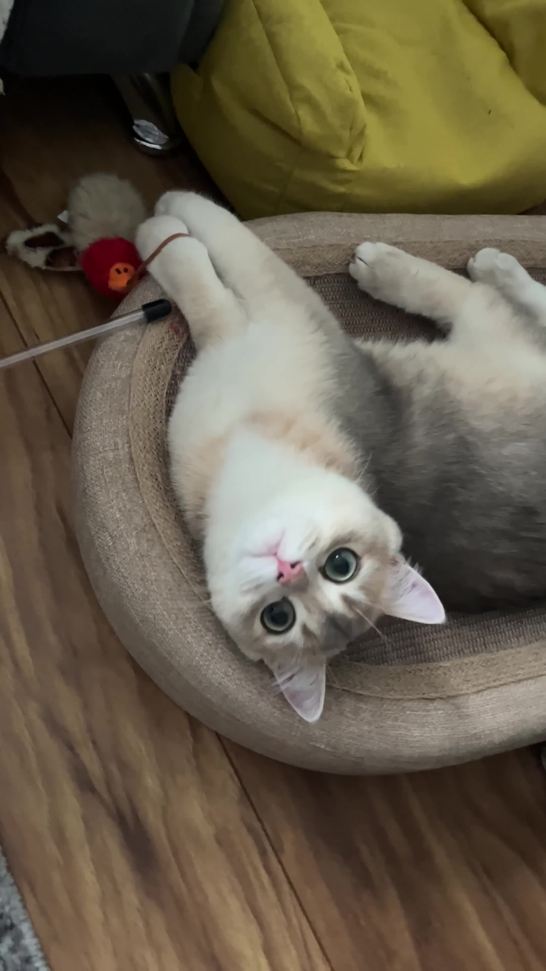 British Shorthair cats for stud: Muezza our big boy cat looking for queen  - Video 4