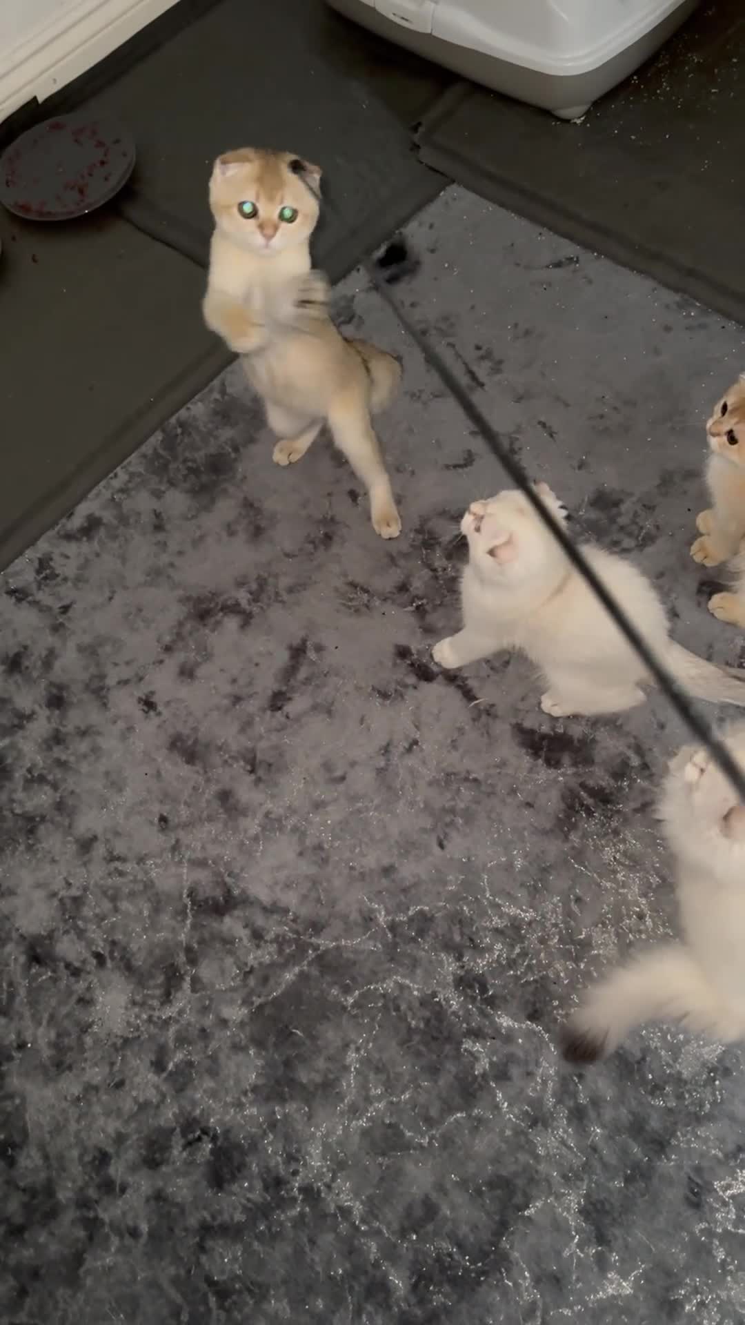 Scottish Fold cats for sale: elite purebred friendly Scottish Fold and Straight - Video 2