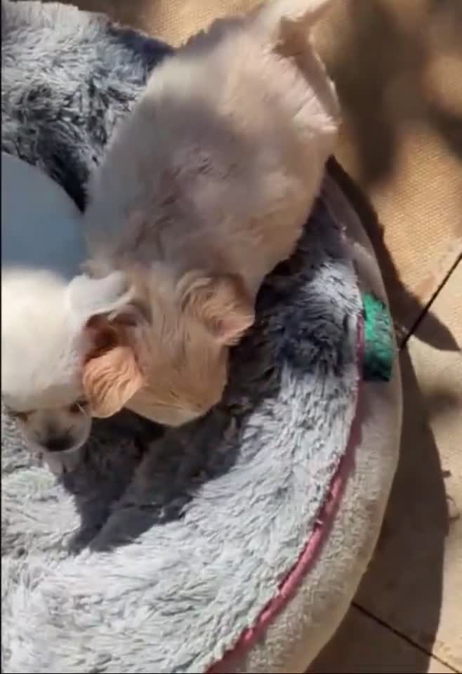 Chihuahua dogs for sale: Longhaired pedigree chihuahuas - Video 2