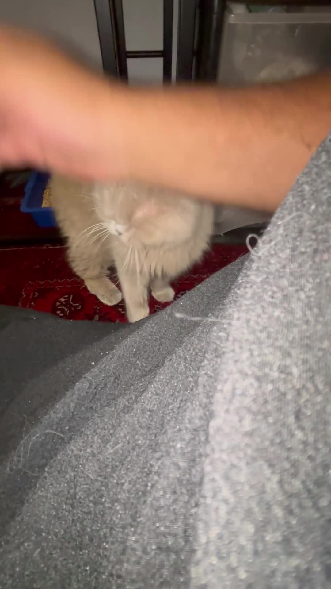British Longhair cats for sale: Ms Gina  - Video 2