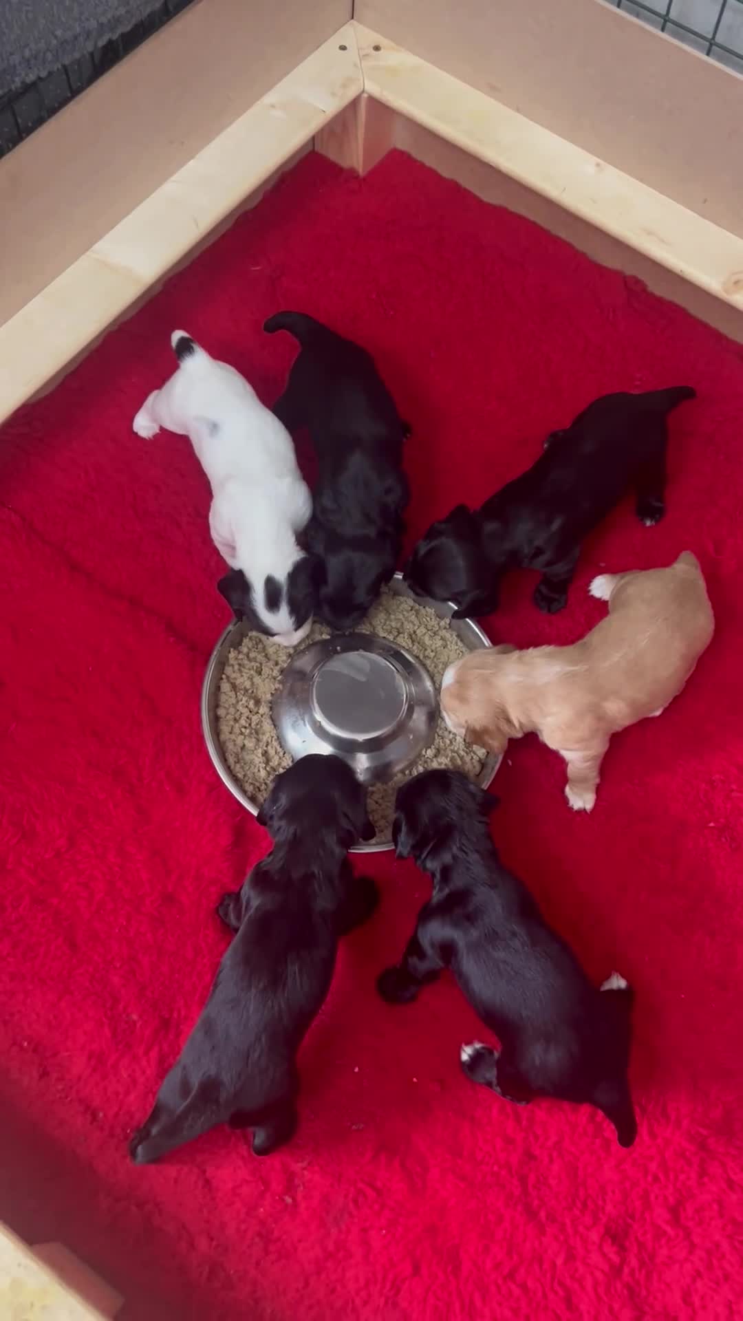 Cocker Spaniel dogs for sale: KC registered working cocker spaniels  - Video 1