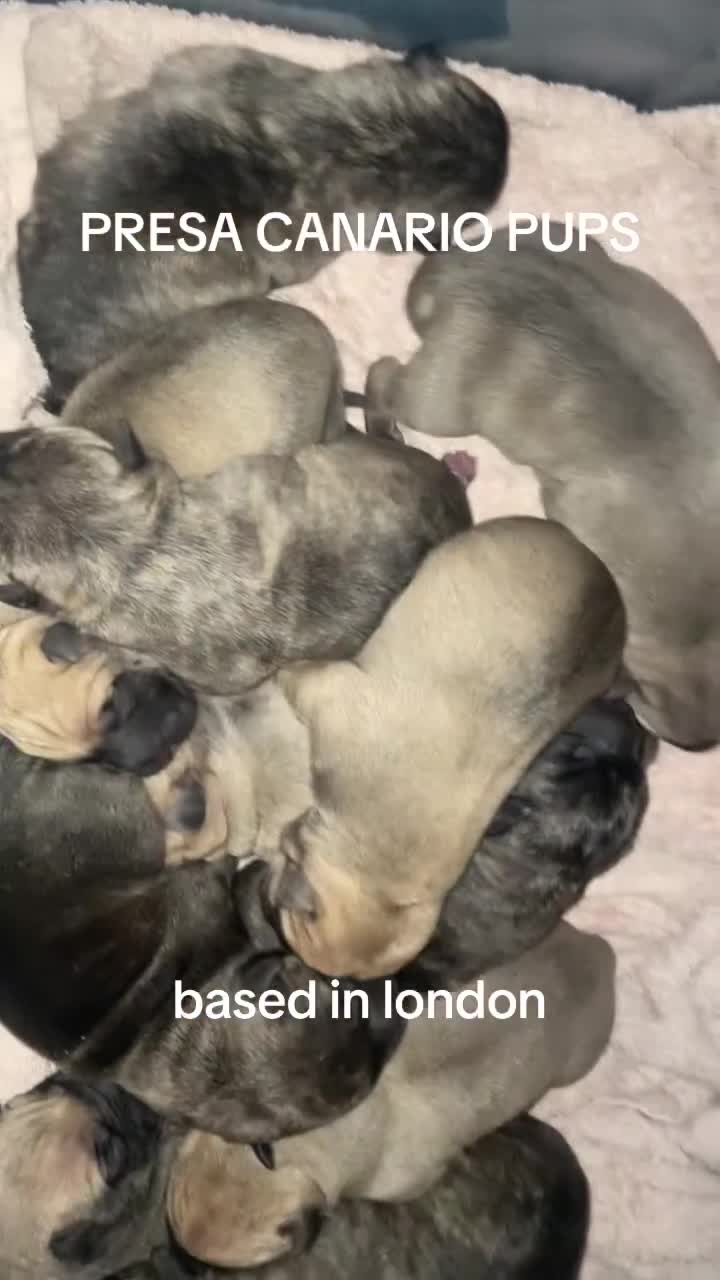 Presa Canario dogs for sale: PURE PRESA CANARIO PUPPIES SERBIAN BLOODLINE - Video 1