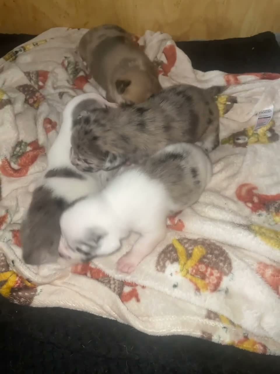 Mixed Breed dogs for sale: Mixed breed puppies  in Ashton-under-Lyne - Video 1