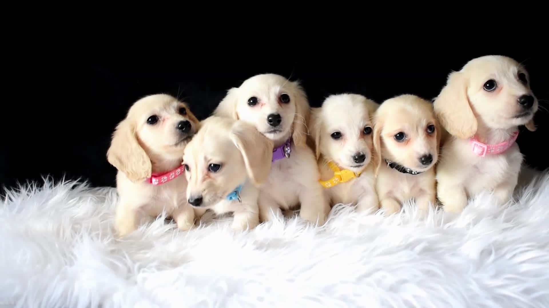 Miniature Dachshund dogs for sale: KC Registered Cream Miniature Longhairesd - Video 1