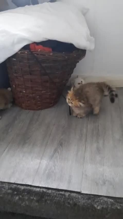 British Longhair cats for sale: 5 British longhairs for sale in London - Video 1