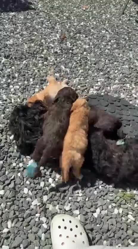Cockapoo dogs for sale: Toy cockapoo in Nottingham - Video 1