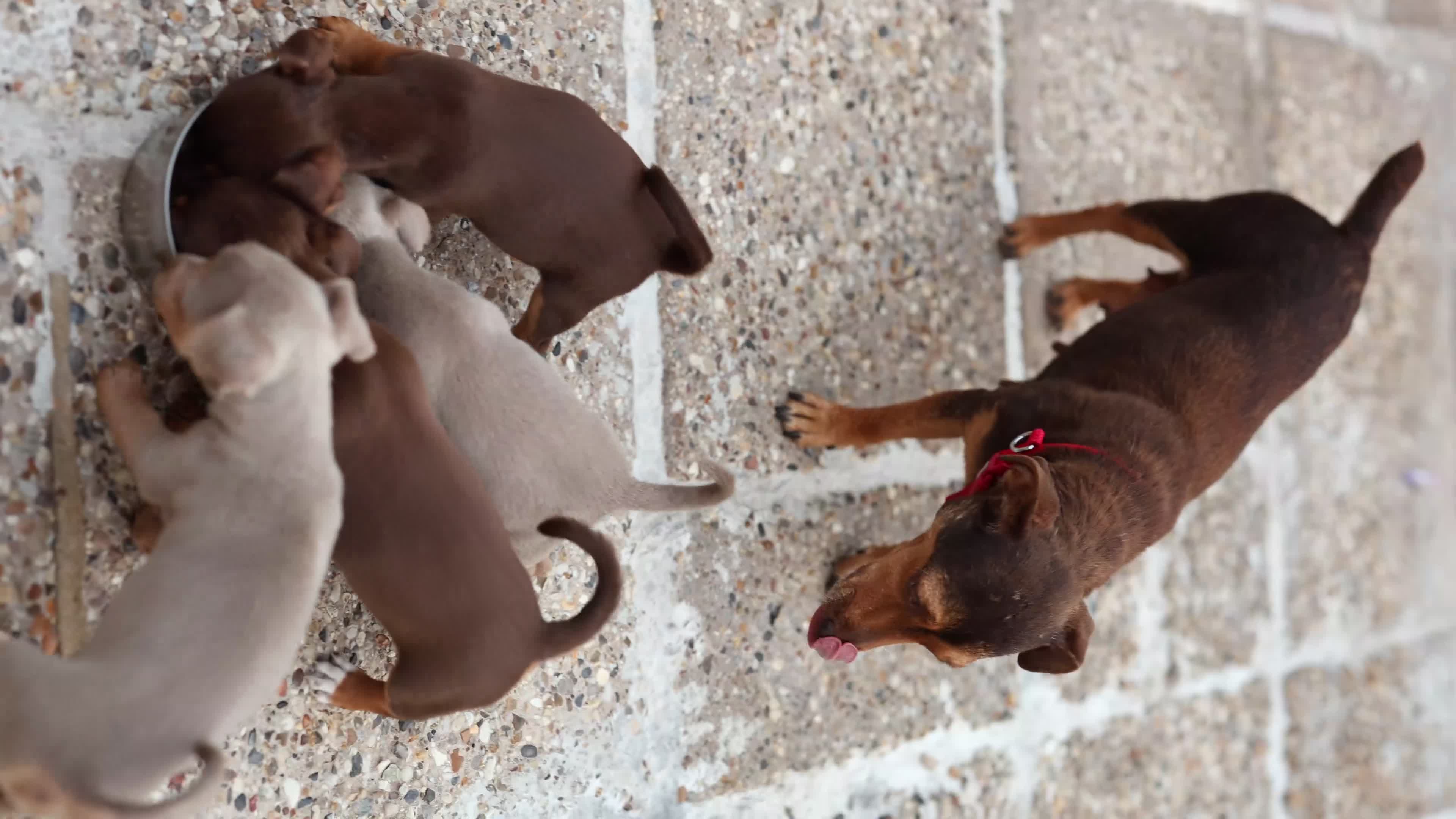 Jack Russell dogs for sale: Beautiful Jack Russell puppies for sale - Video 1