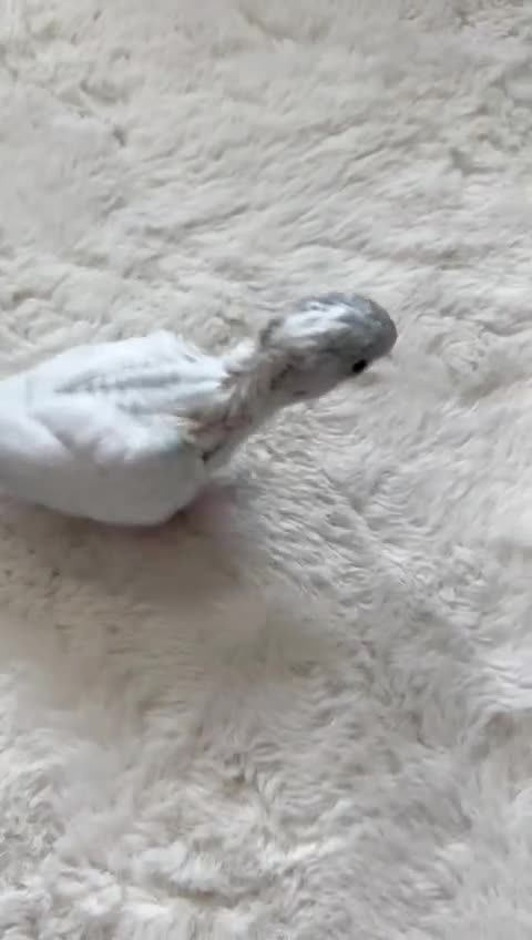 Parakeets birds for sale: Rare BabyBlue Pied Indian Ringneck Hand-Reared&DNA - Video 1