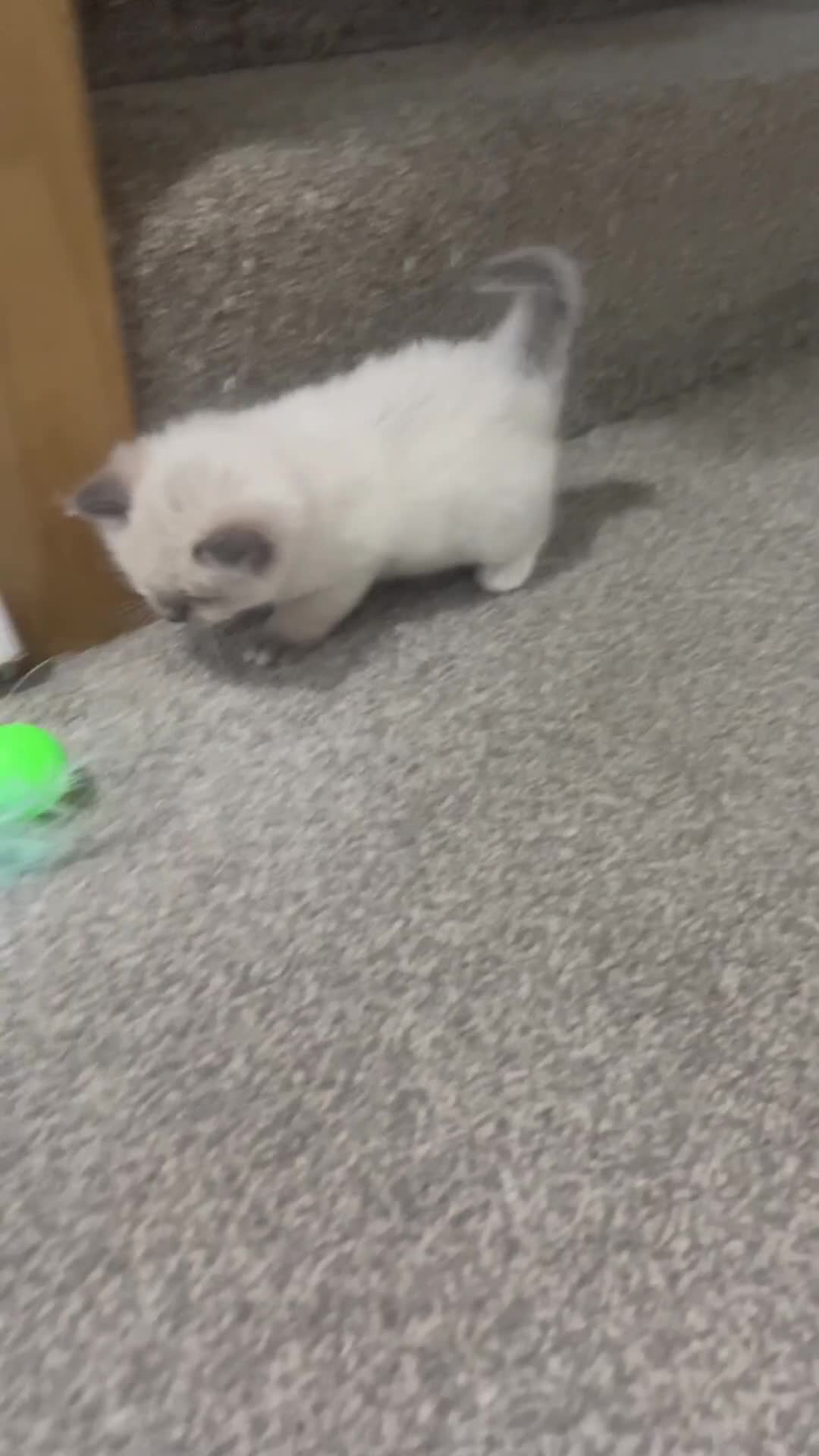 Ragdoll cats for sale: 🩷5 Blue Bi-colour Ragdoll girls🩷 - Video 4