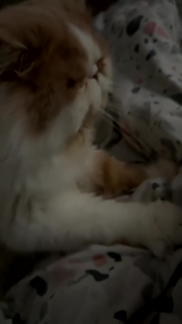 Persian cats for stud: My king Toulouse  - Video 1