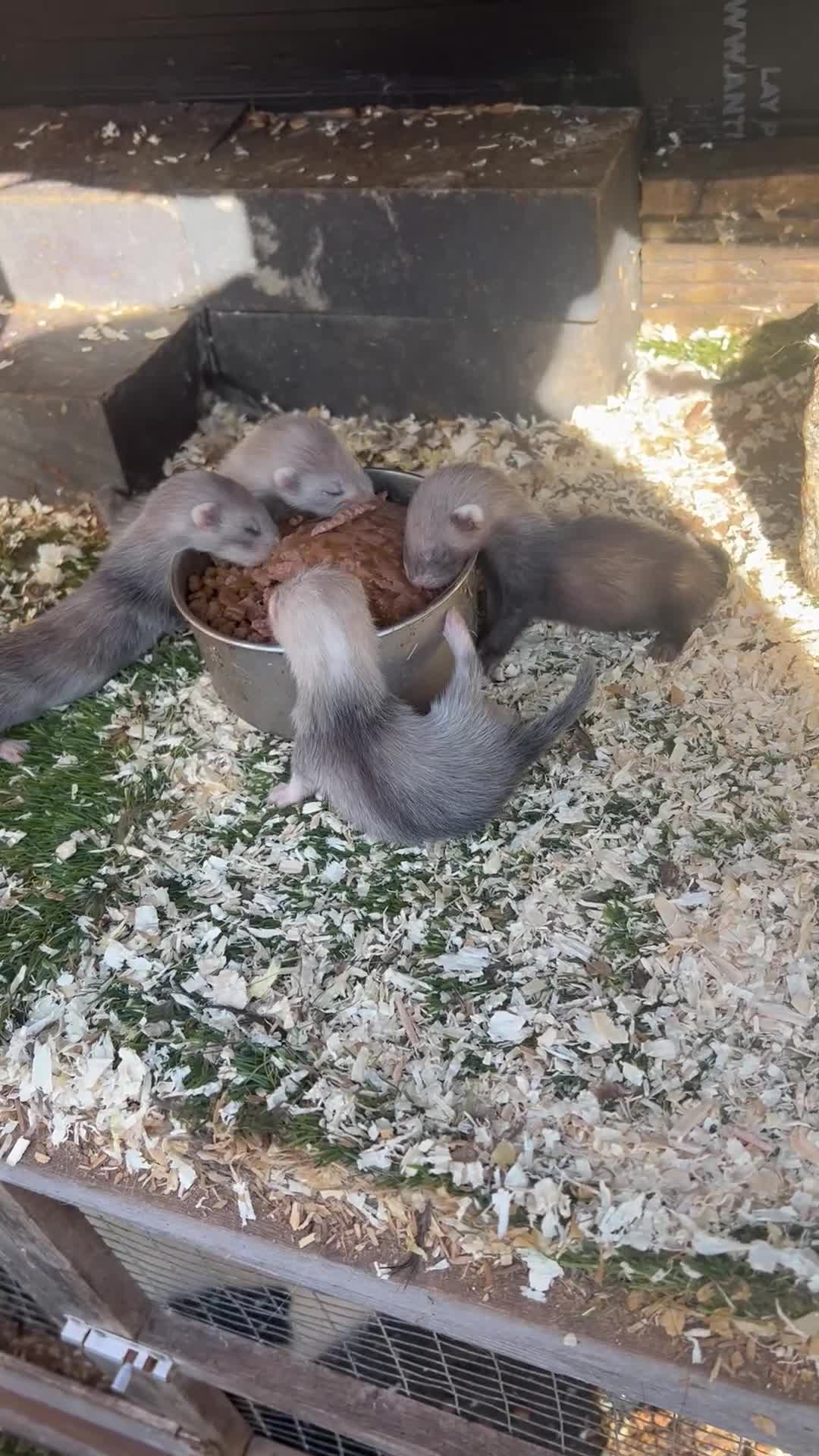 Ferret rodents for sale: home bred ferrets half pole x albino they are grey - Video 1