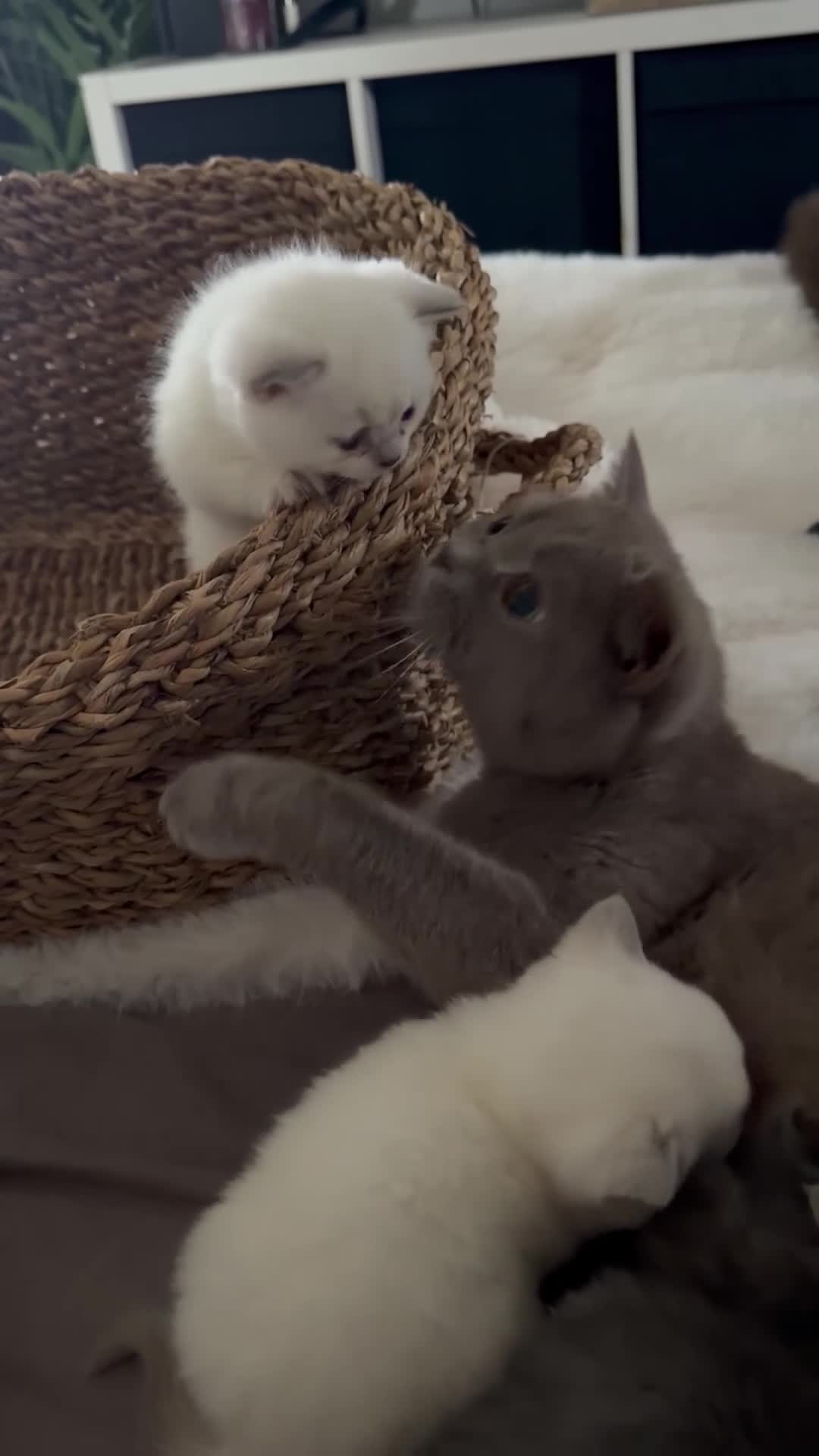 British Shorthair cats for sale: 4 British Shorthair Kittens in Batley - Video 1