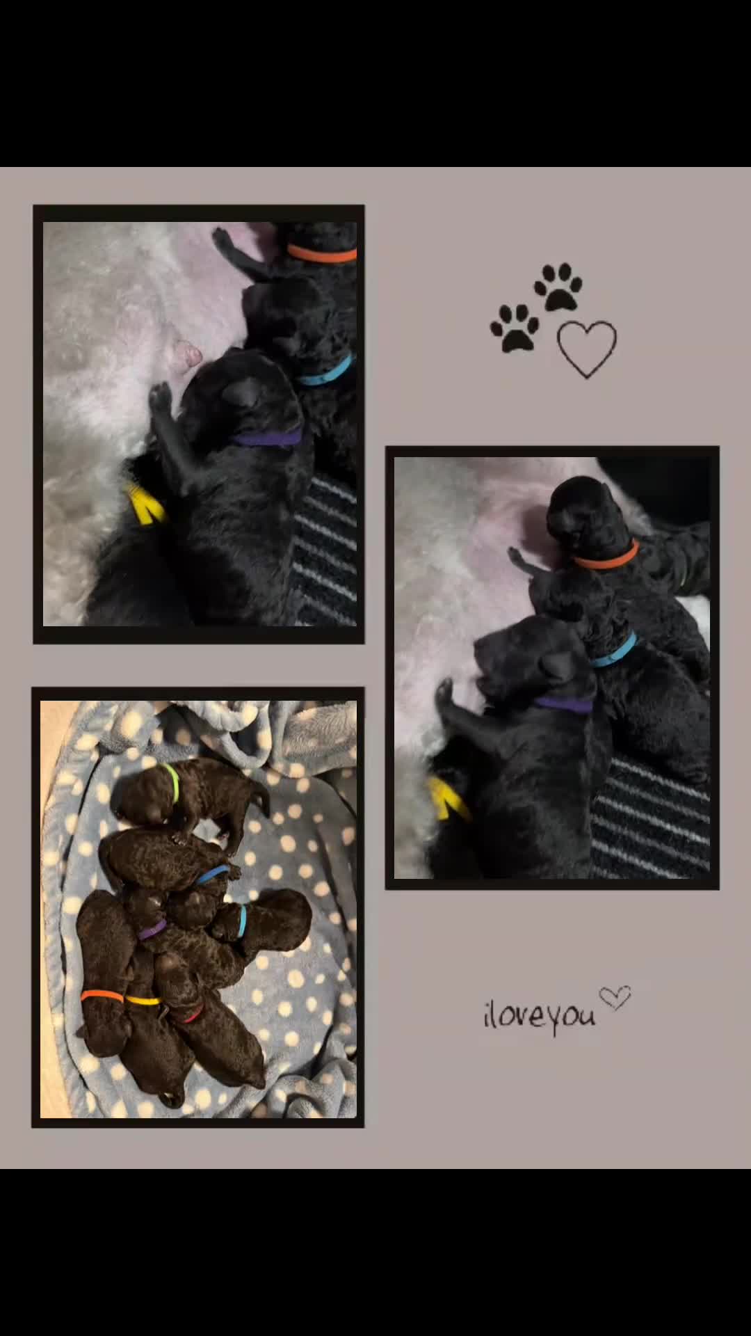 Miniature Poodle dogs for sale: OUTSTANDING SILVER MINI POODLES BEST IN 🇬🇧  - Video 1