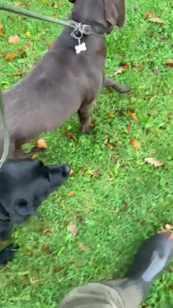 Labrador Retriever dogs for sale: Gorgeous Chocolate Labrador  - Video 1