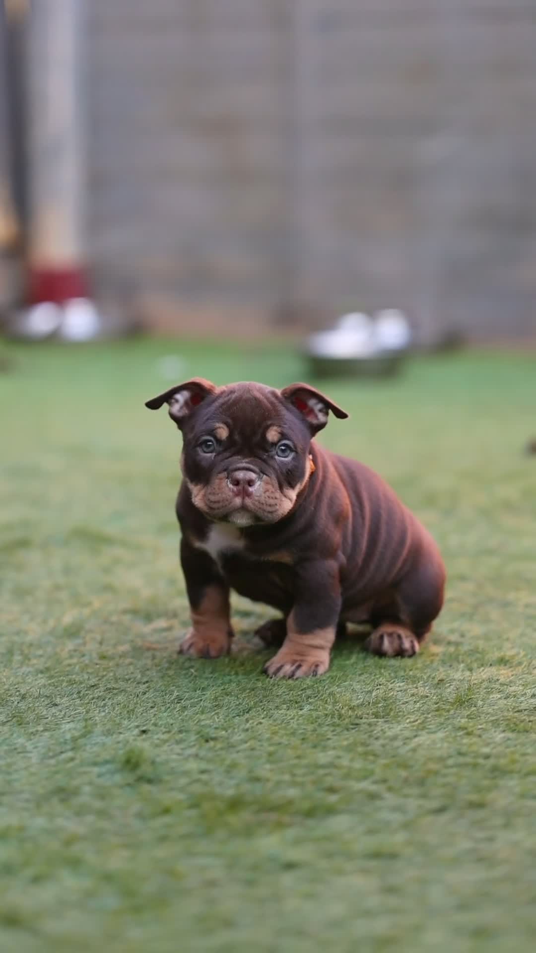 American Bully dogs for sale: American bullies  - Video 1