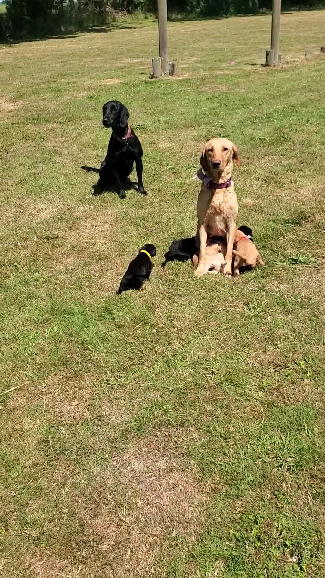 Springador dogs for sale: 6 beautiful springador Puppies fo4 sale - Video 2