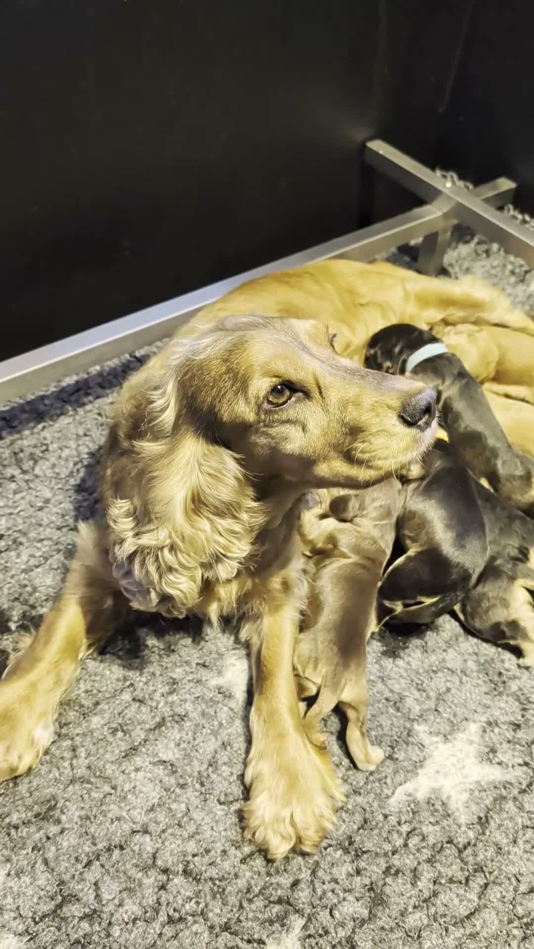 Cocker Spaniel dogs for sale: Fully Health Tested Showline Cocker Spaniel Pups - Video 2