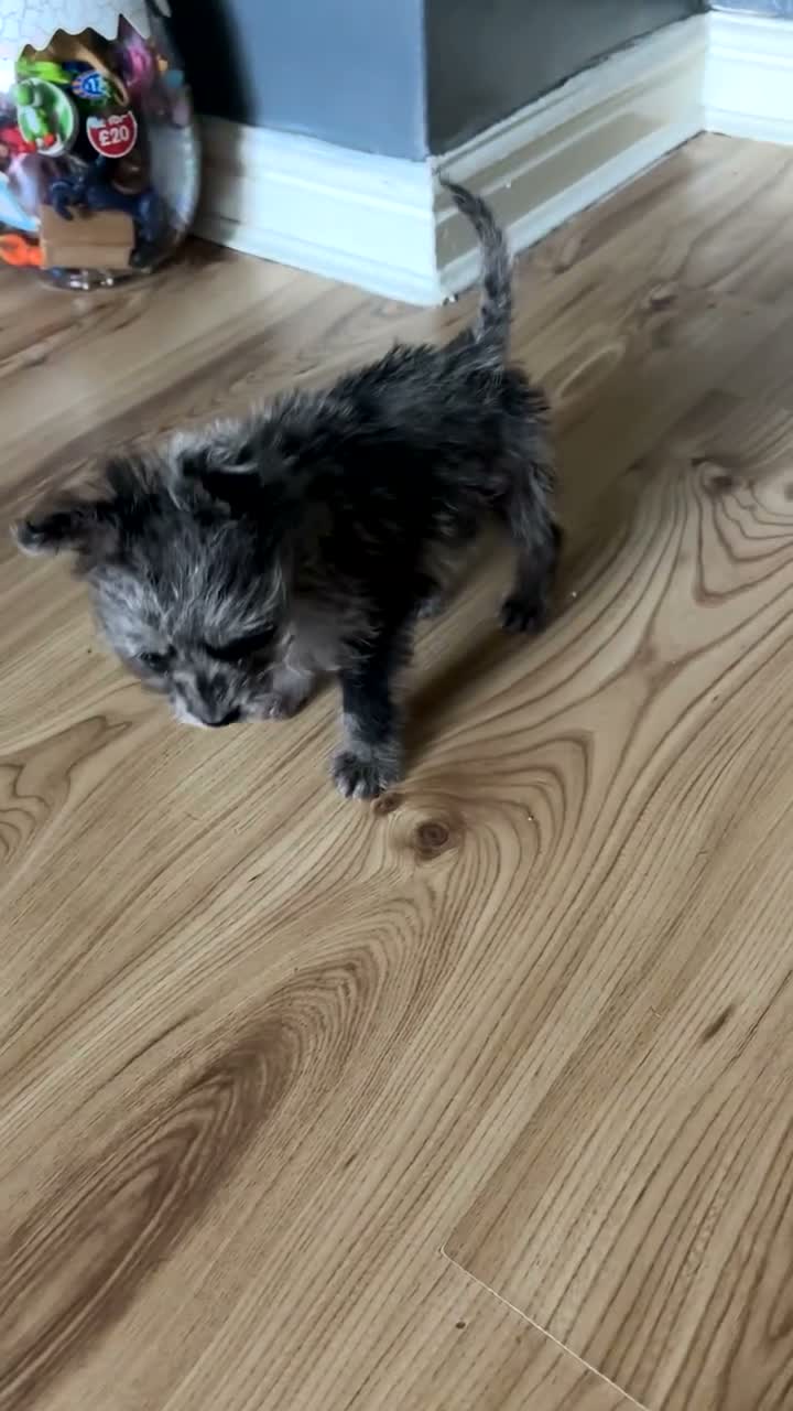 Mixed Breed dogs for sale: Toy poodle cross French bull dog - Video 3
