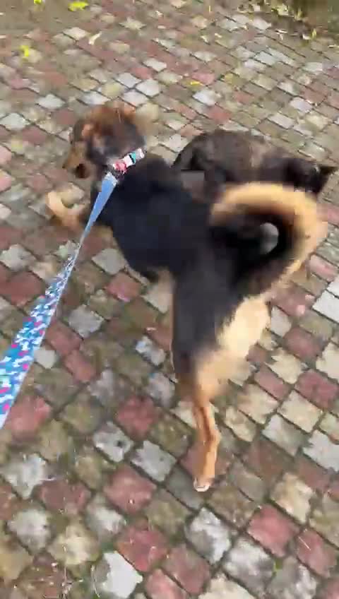 Mixed Breed dogs for adoption: ❤️🐶 RAPUNZEL – 1 year old gentle model❤️🐶  - Video 4