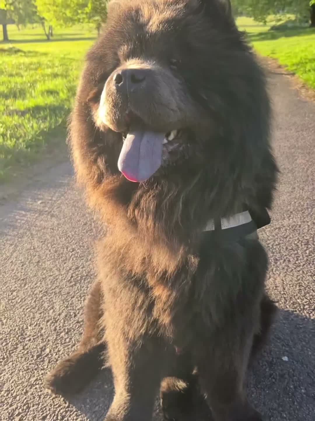 Chow Chow dogs for stud: KC Registered Chow Chow - Video 2