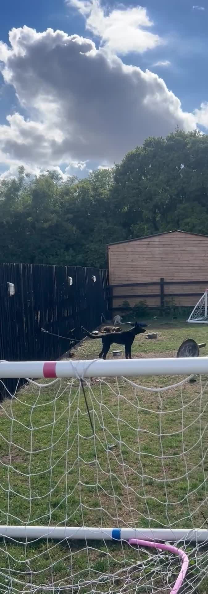Belgian Shepherd Dog dogs for sale: Black Dutch shepherd  - Video 1