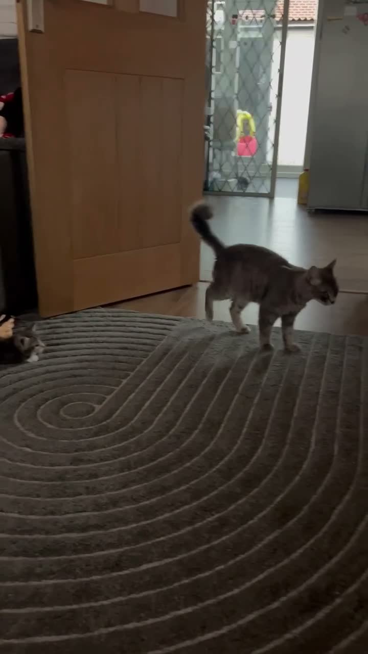 Mixed Breed cats for sale: 4 beautiful kittens  - Video 1