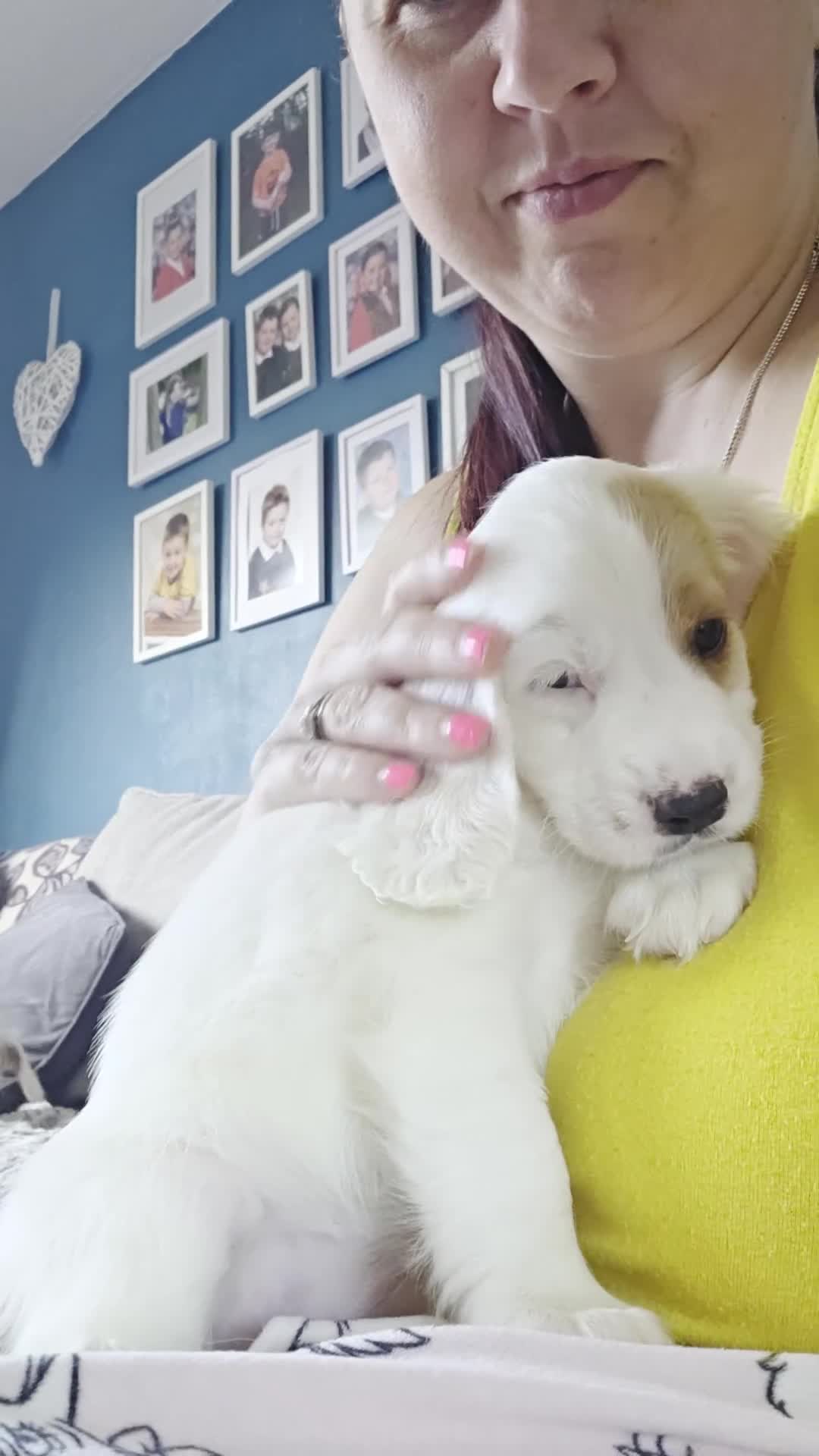 Cocker Spaniel dogs for sale: Cocker spaniels - Video 4
