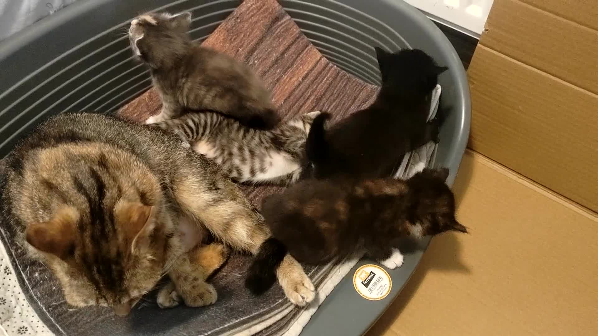 Mixed Breed cats for sale: 4 gorgeous little kitten looking for homes  - Video 3