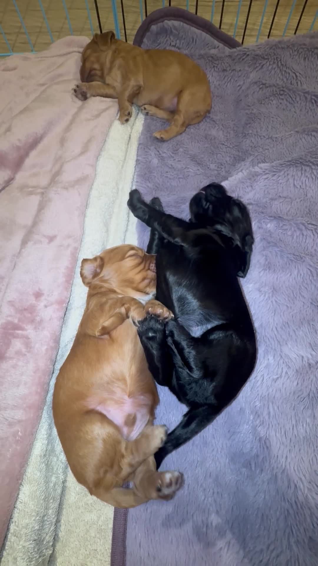 Cocker Spaniel dogs for sale: Cocker Spaniel Puppies – Ready for Loving Homes - Video 2