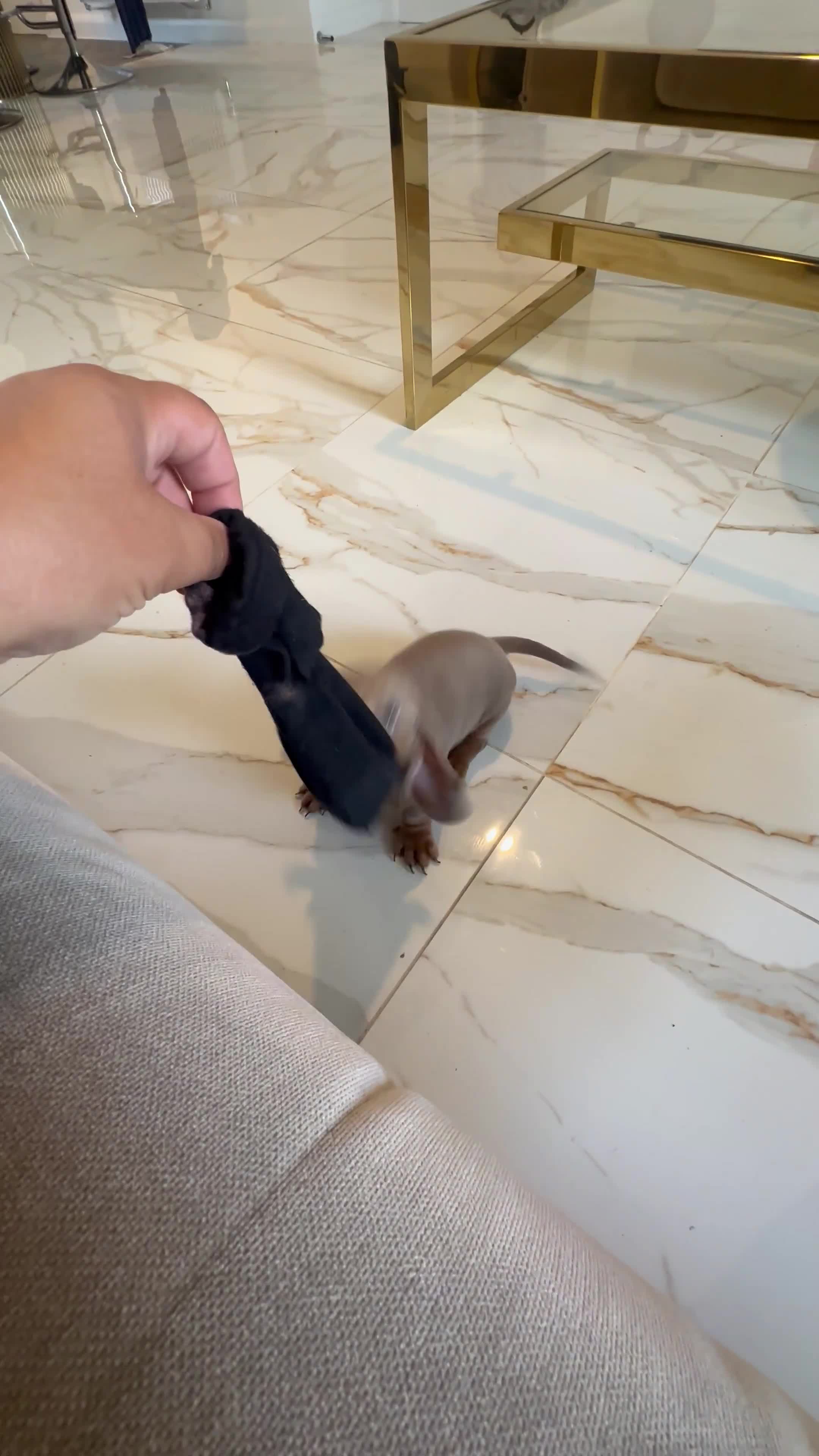 Dachshund dogs for sale: Ronnie and Reggie 💙💙 ready now - Video 2
