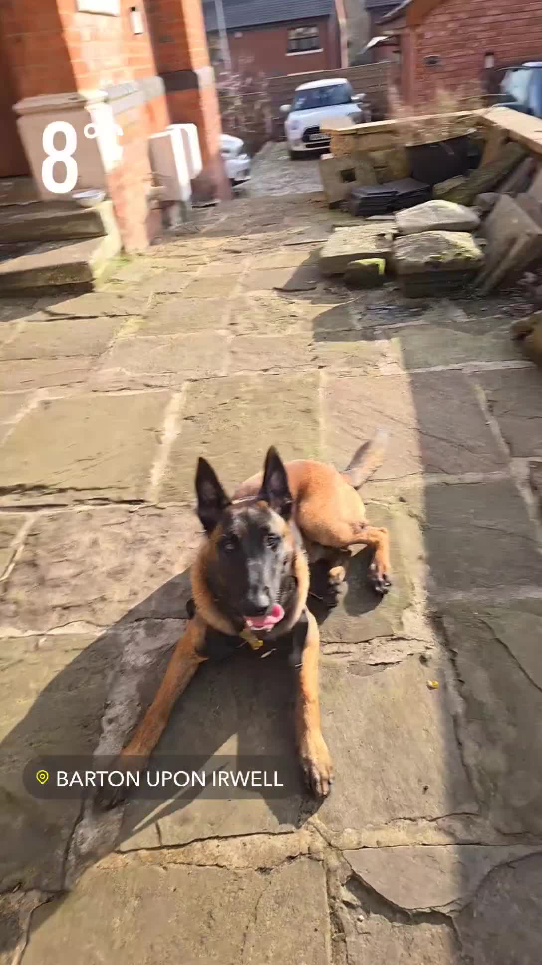 Belgian Shepherd Dog dogs for sale: 8 months old male Belgian Malinois  - Video 2