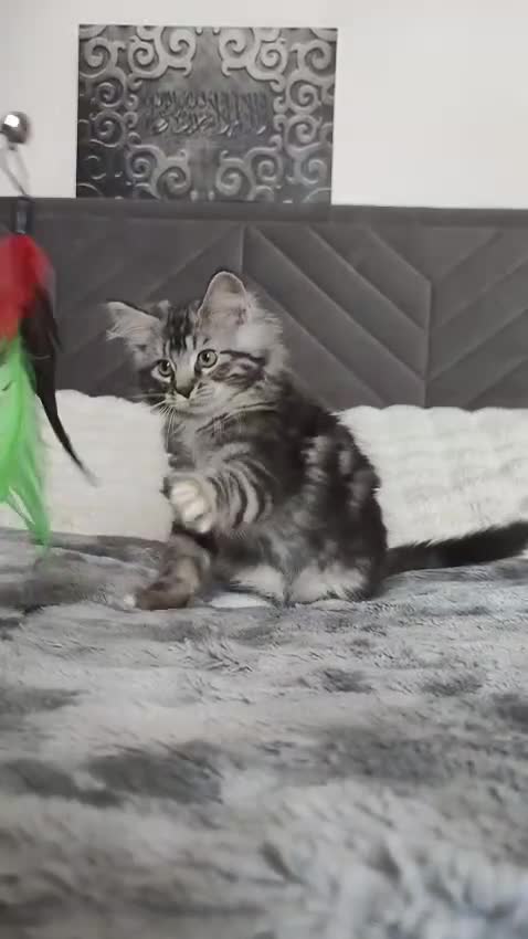 Maine Coon cats for sale: European Mainecoon Mix ragdoll kittens  in Glasgow - Video 1