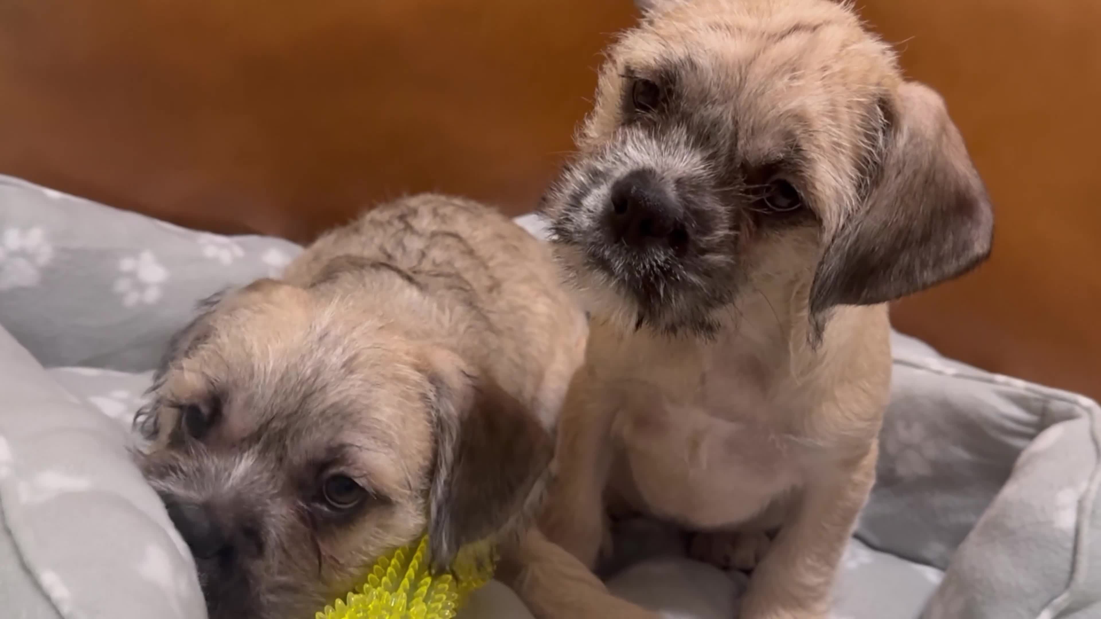 Mixed Breed dogs for sale: Pug Chinese crested x French bulldog x - Video 2