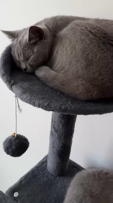 British Shorthair cats for sale: British Blue Shorthair - Video 4