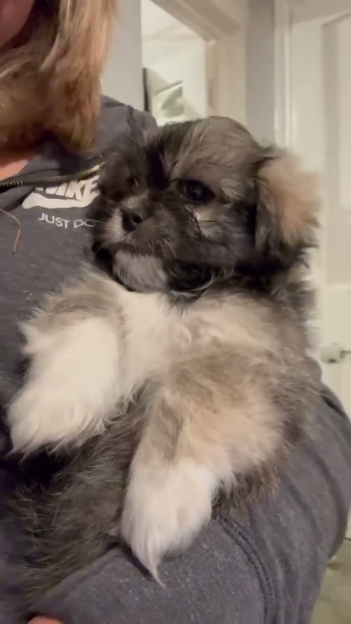 Mixed Breed dogs for sale: Two very Cute Peka-tease puppies  available ❤️ - Video 4
