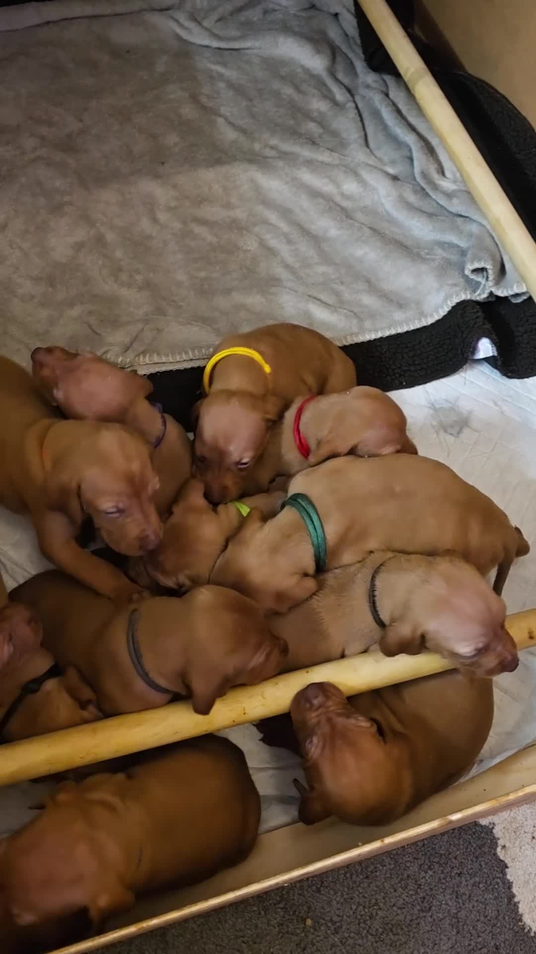 Hungarian Vizsla dogs for sale: Hungarian Vizsla Puppies  - Video 1