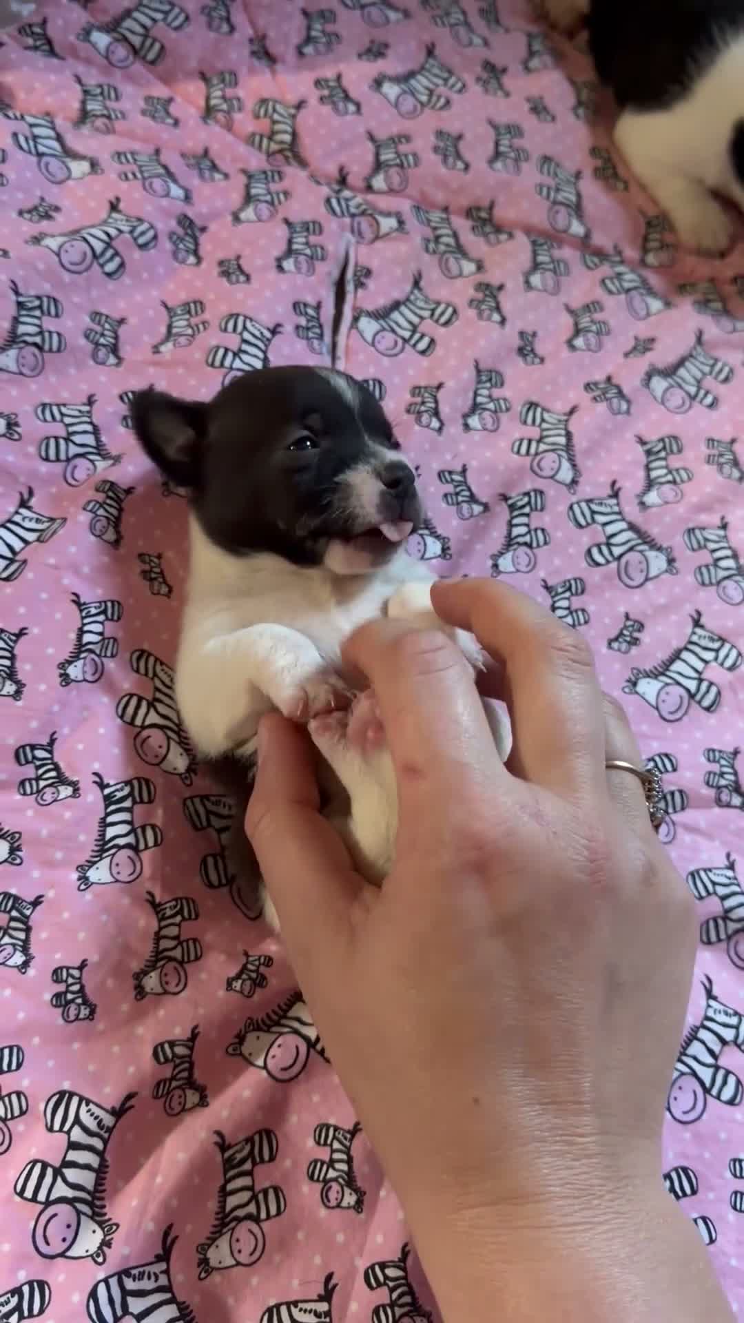 Jack Russell dogs for sale: Jack Russell puppies - Video 1