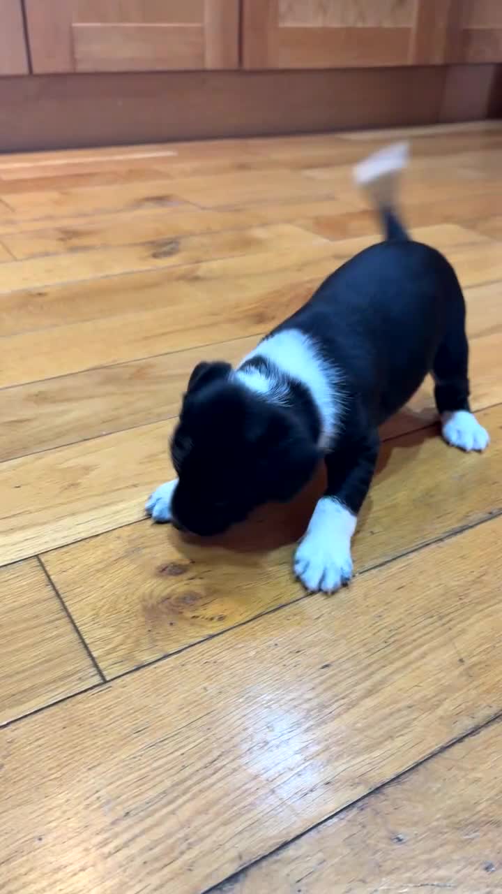 Mixed Breed dogs for sale: Beautiful mixed breed puppy - Video 1