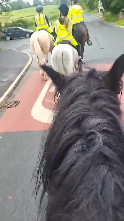 Dales horses for sale: Black section A reg gelding in Lancaster - Video 1