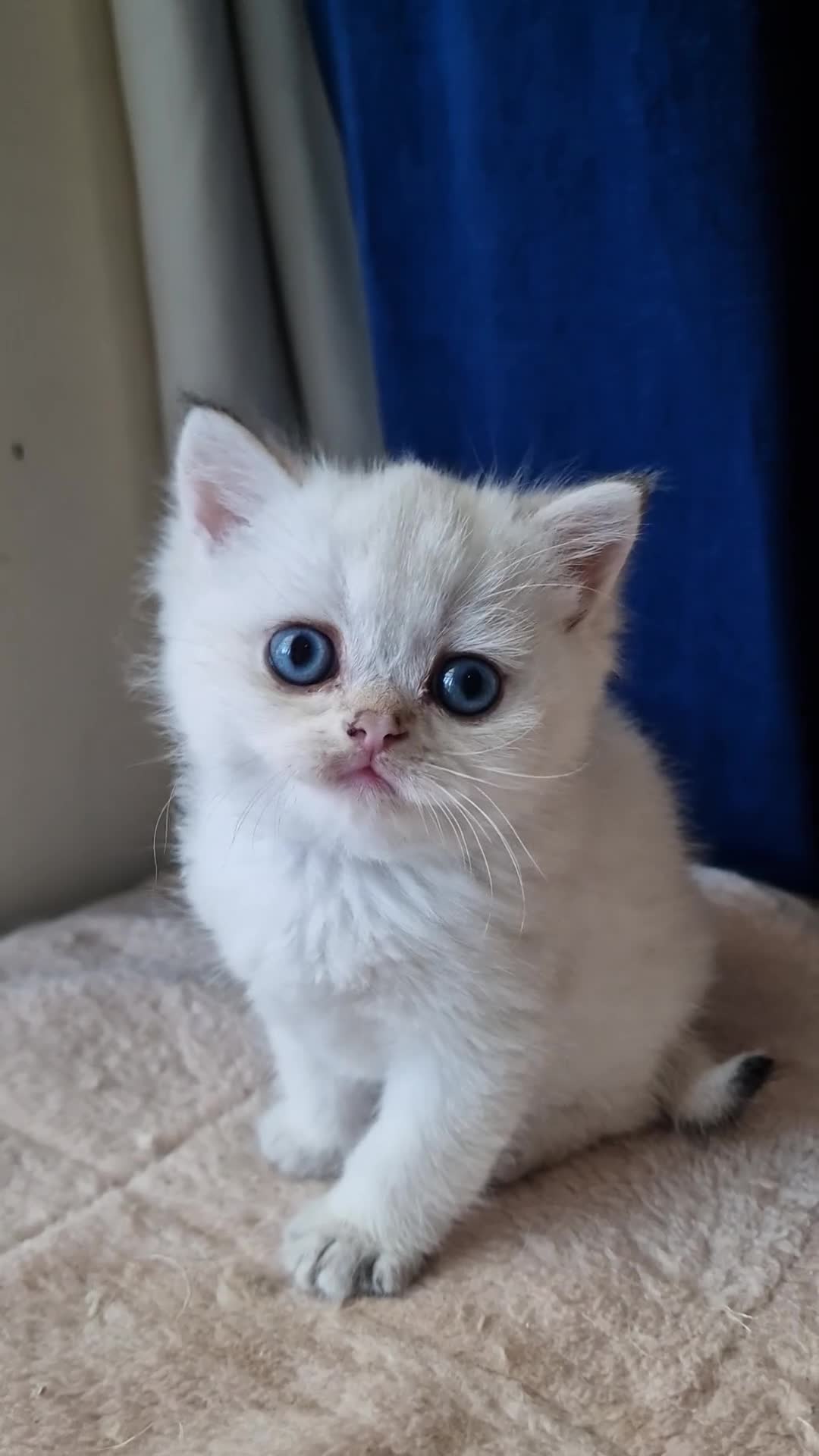 British Shorthair cats for sale: 🌟 Stunning GCCF Registered Kittens🌟 - Video 2