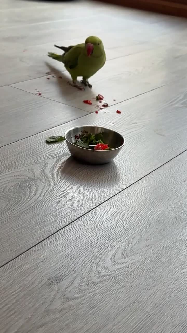 Ringnecks birds for sale: Arlo the Indian Ringneck - Video 1