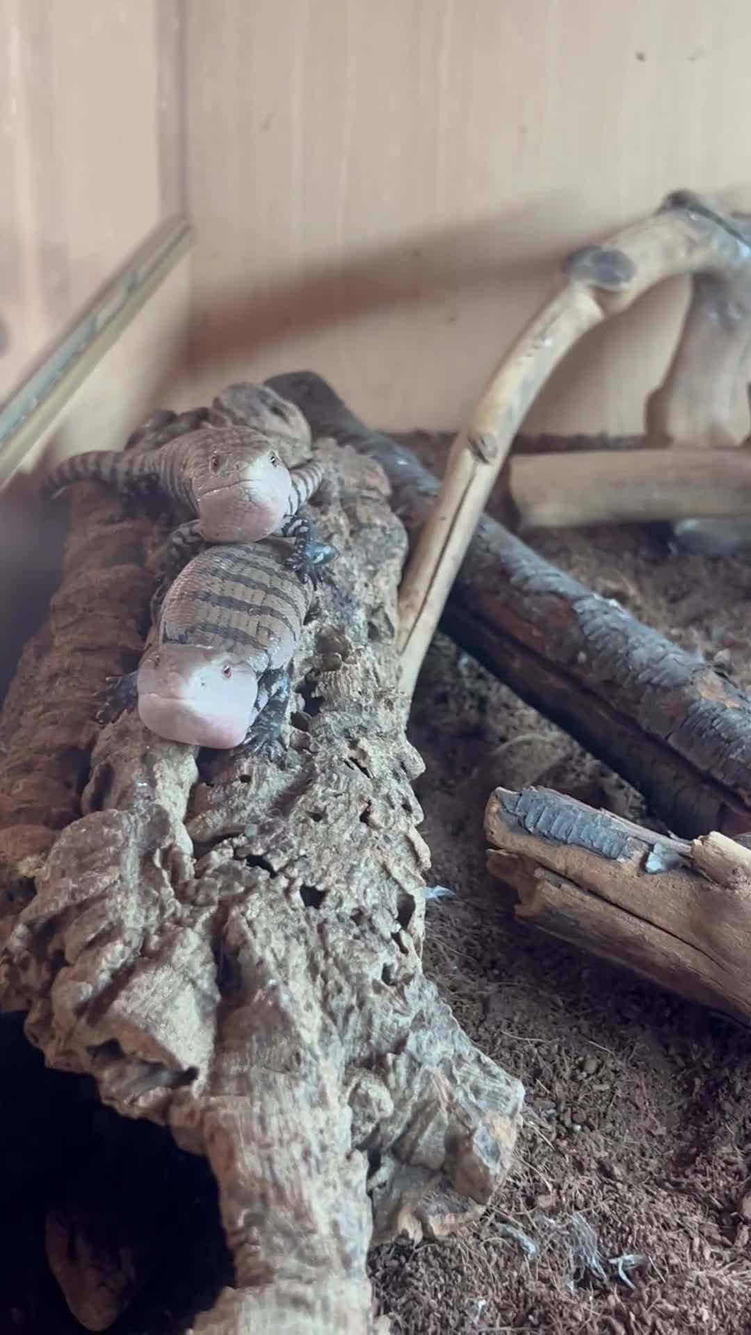 Lizard reptiles for sale: Blue Tongue Skink in Billingham - Video 2