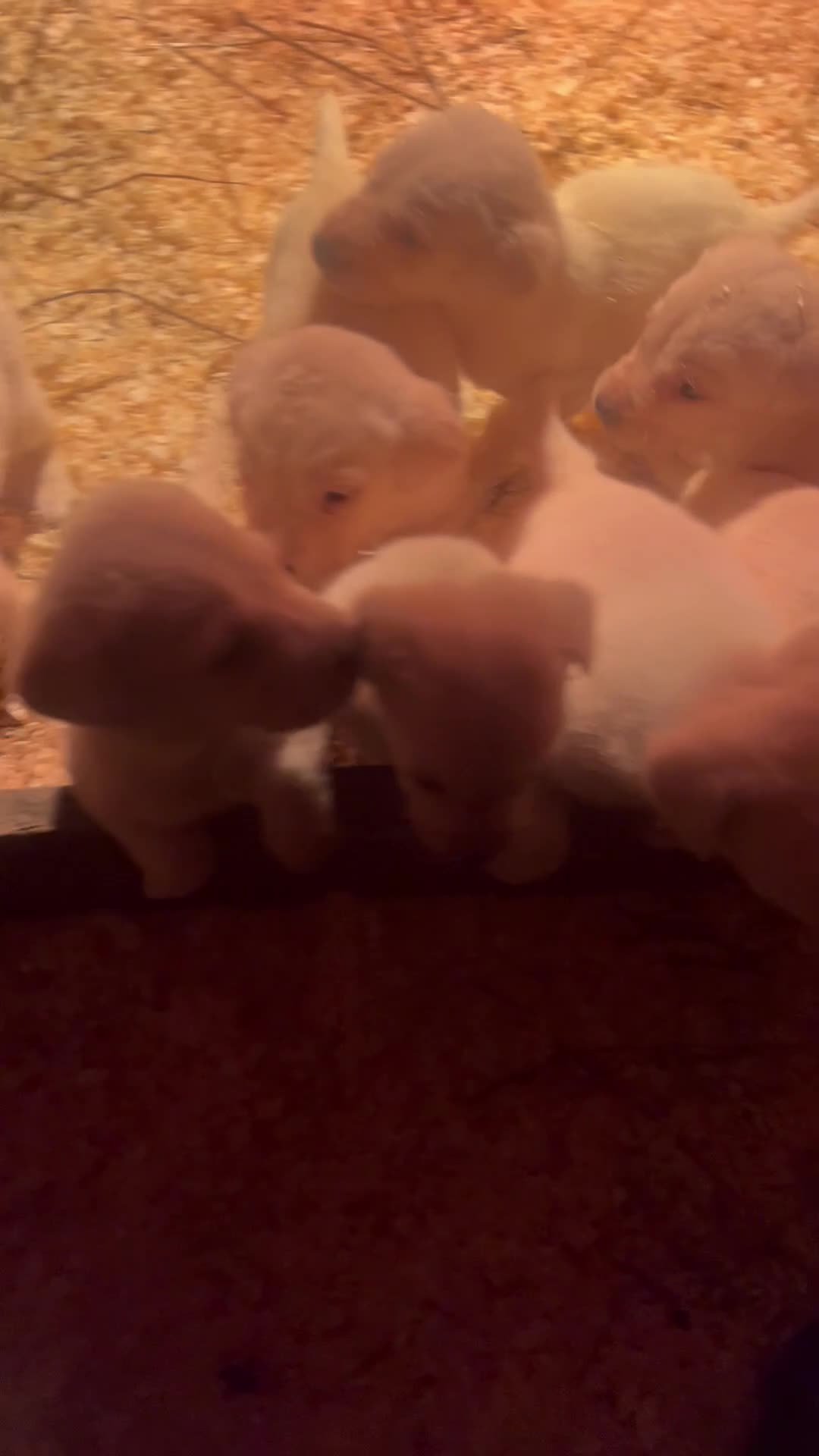 Labrador Retriever dogs for sale: Golden Labrador  - Video 1