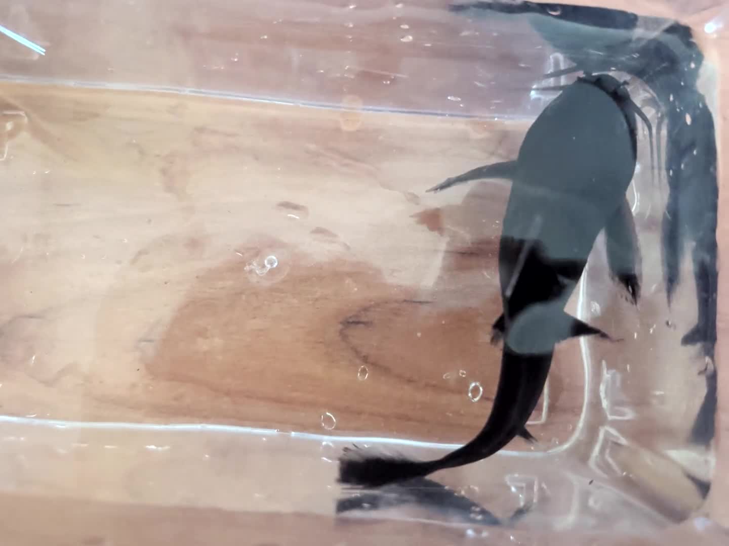 Catfish fish for sale: Synodontis Granulosus  in Great Yarmouth - Video 2