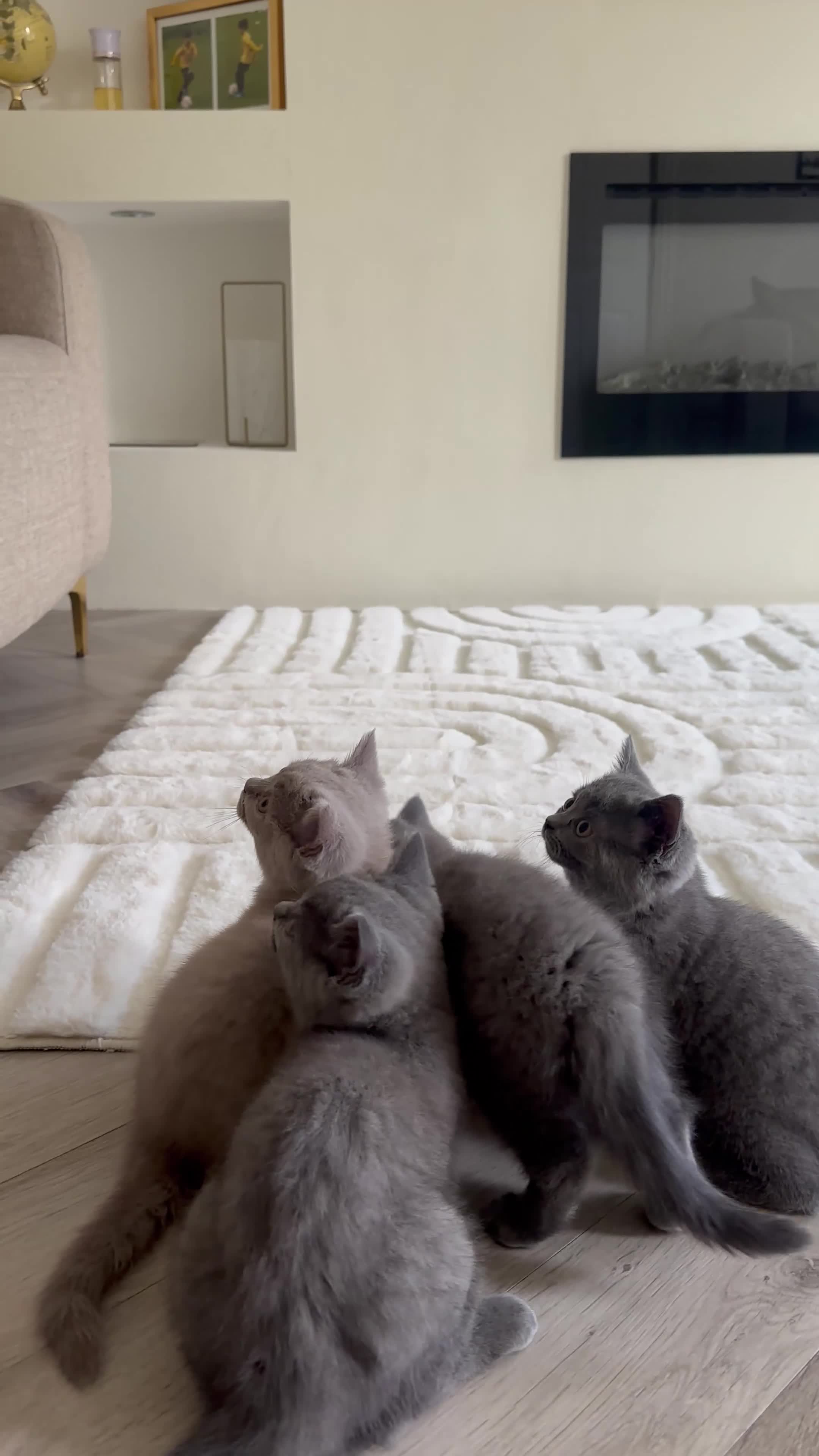 British Shorthair cats for sale: BSH kittens for sale.  in Bradford - Video 1