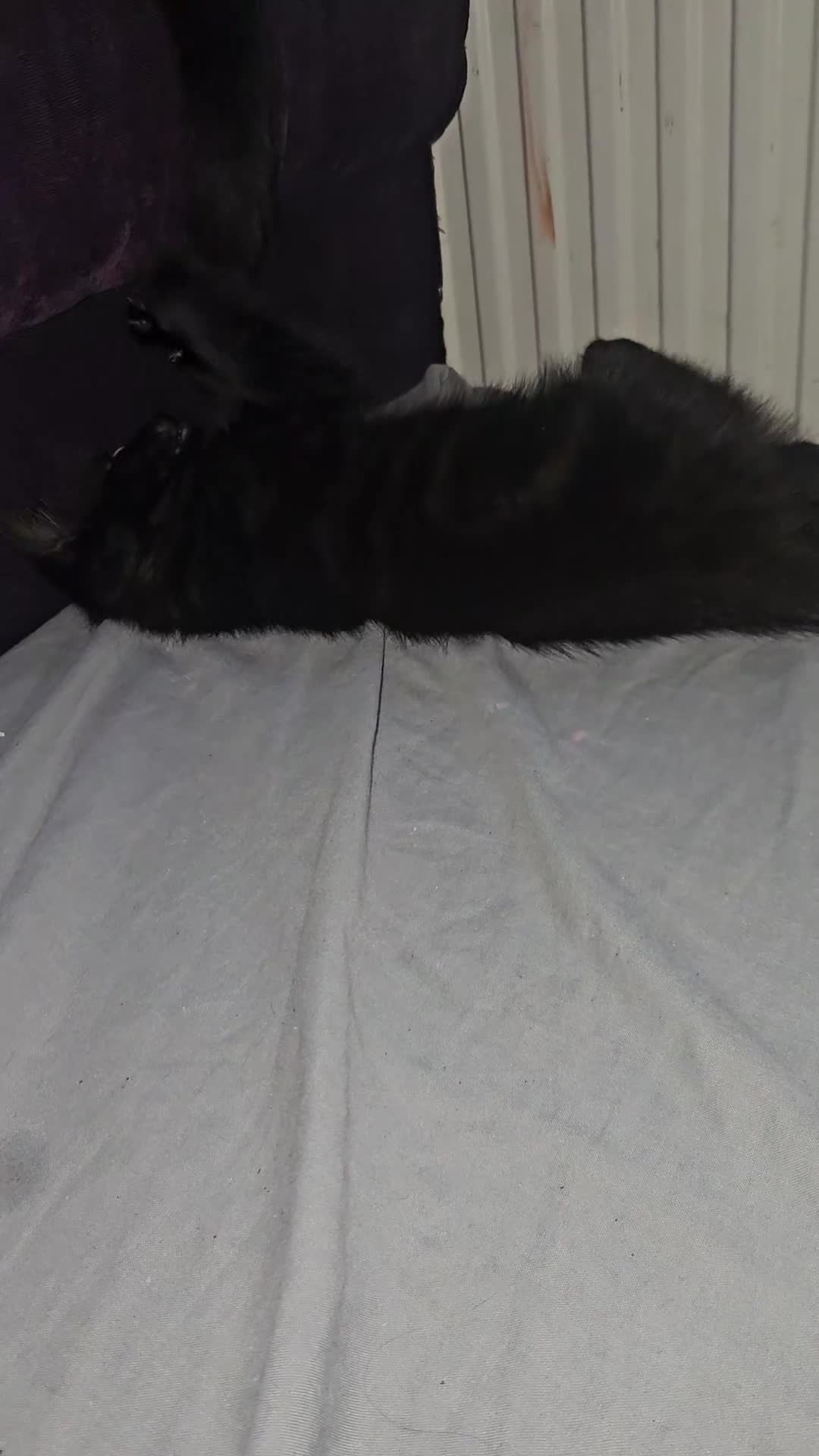 Mixed Breed cats for sale: Boy kitten available  - Video 1