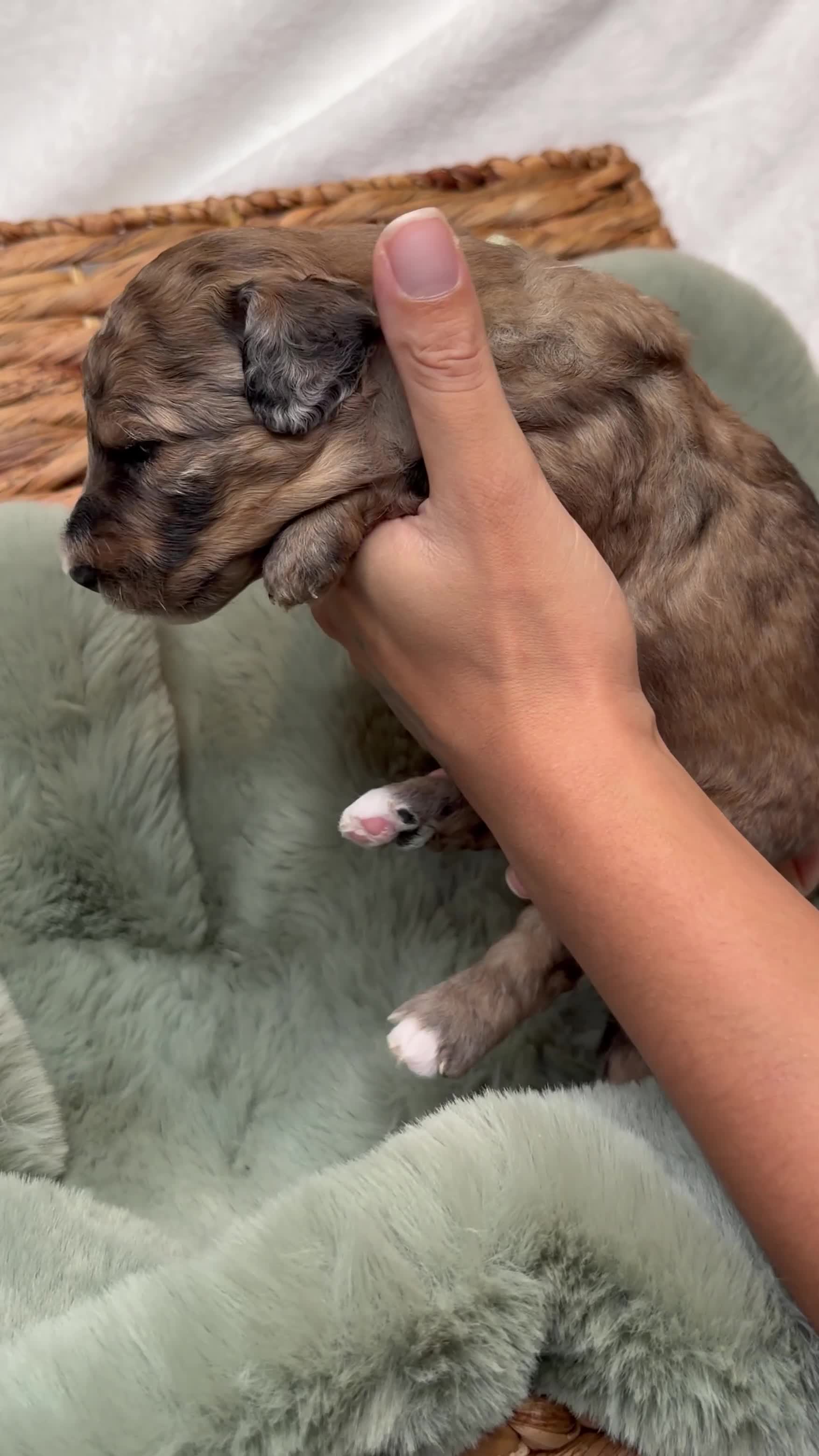 Bernedoodle dogs for sale: Miniature Bernedoodle Puppies - Video 4
