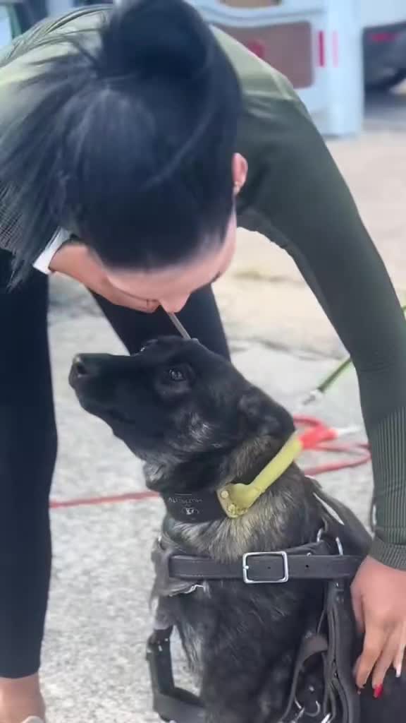 Belgian Shepherd Dog dogs for sale: Part Trained protection dog for sale - Video 1