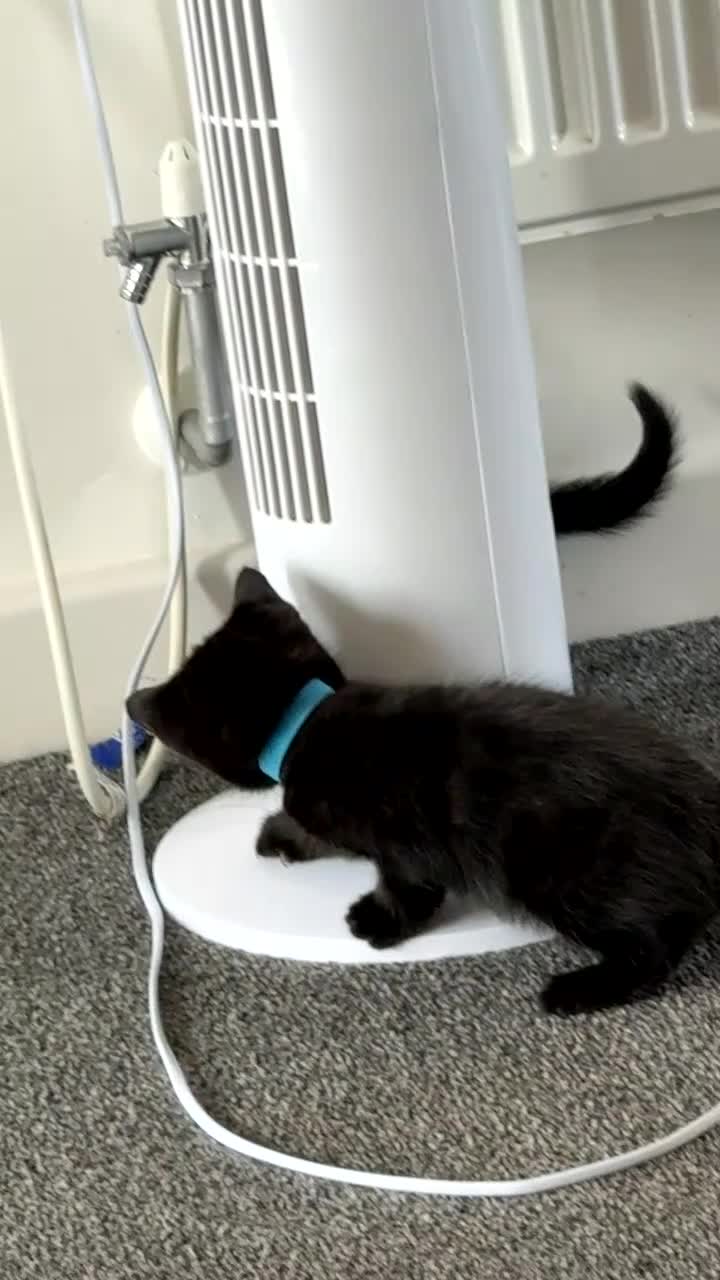 Mixed Breed cats for sale: Siamese X Longhaired Tabbys - Video 2